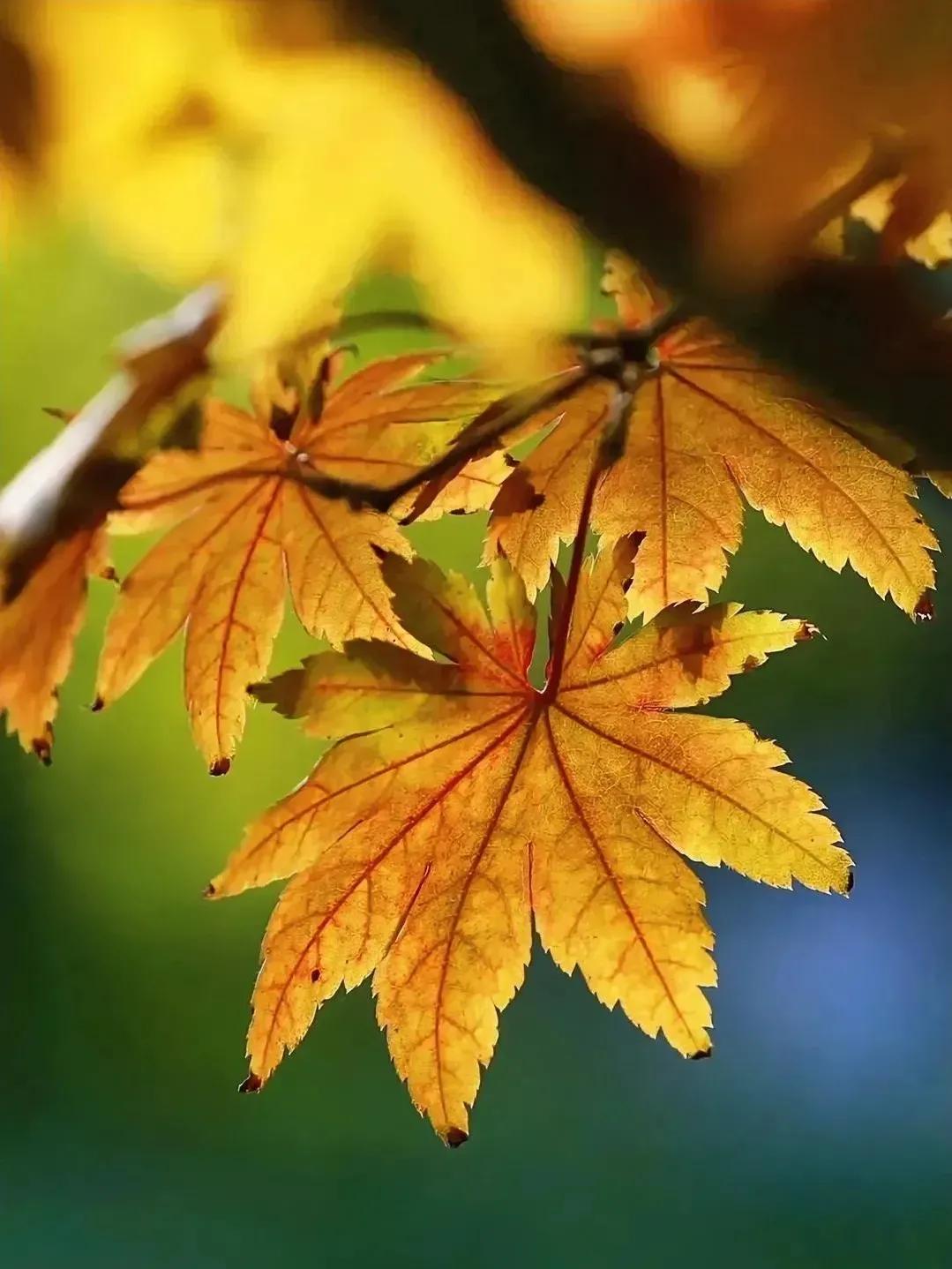 《铜锣敲响的时候》
三舅走了，这是人生必经之路。83岁的三舅，卧床不起三年，前天