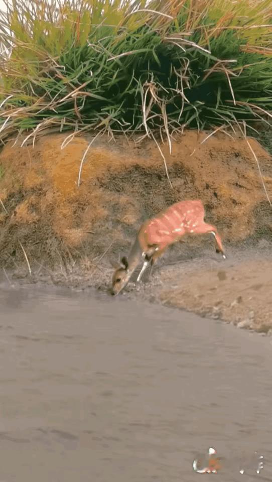 喝口水也不容易，随时会变成鳄鱼的口粮。