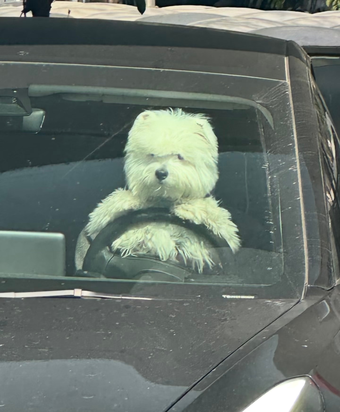 上班路上没有人的脸上是带着笑脸的，包括小狗 