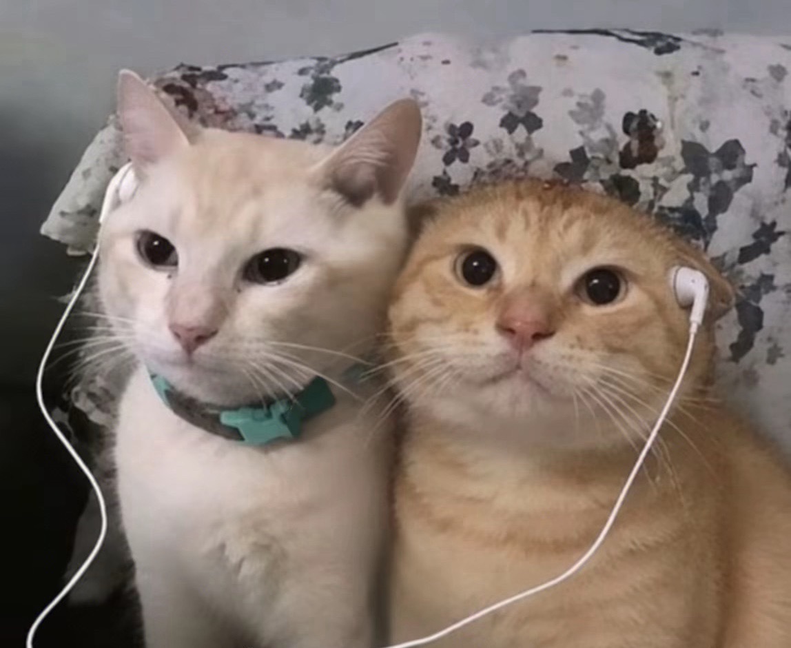 猫咪好可爱呀 ​​​