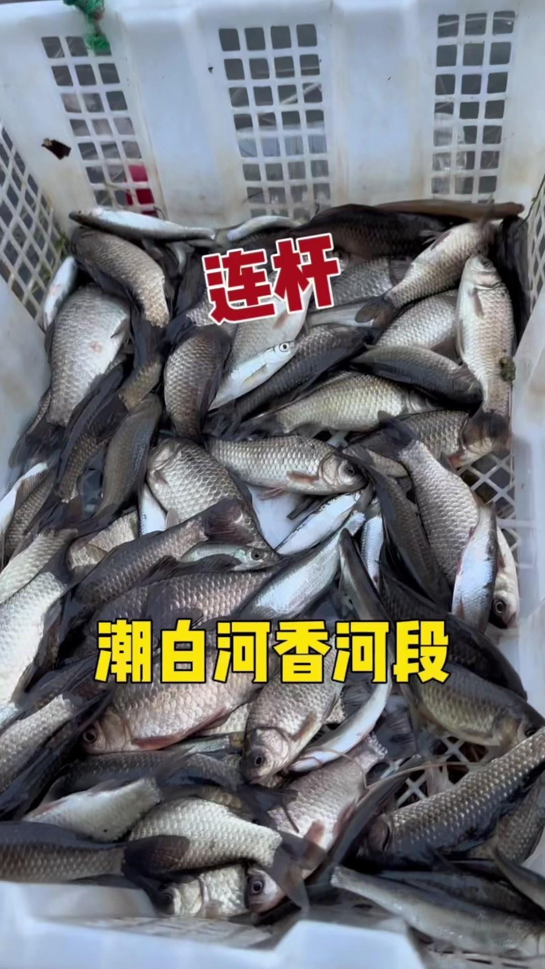 如果你想连杆爆护，那用这个方法试试吧！+#坐钓+#钓鱼技巧+#饵料分享