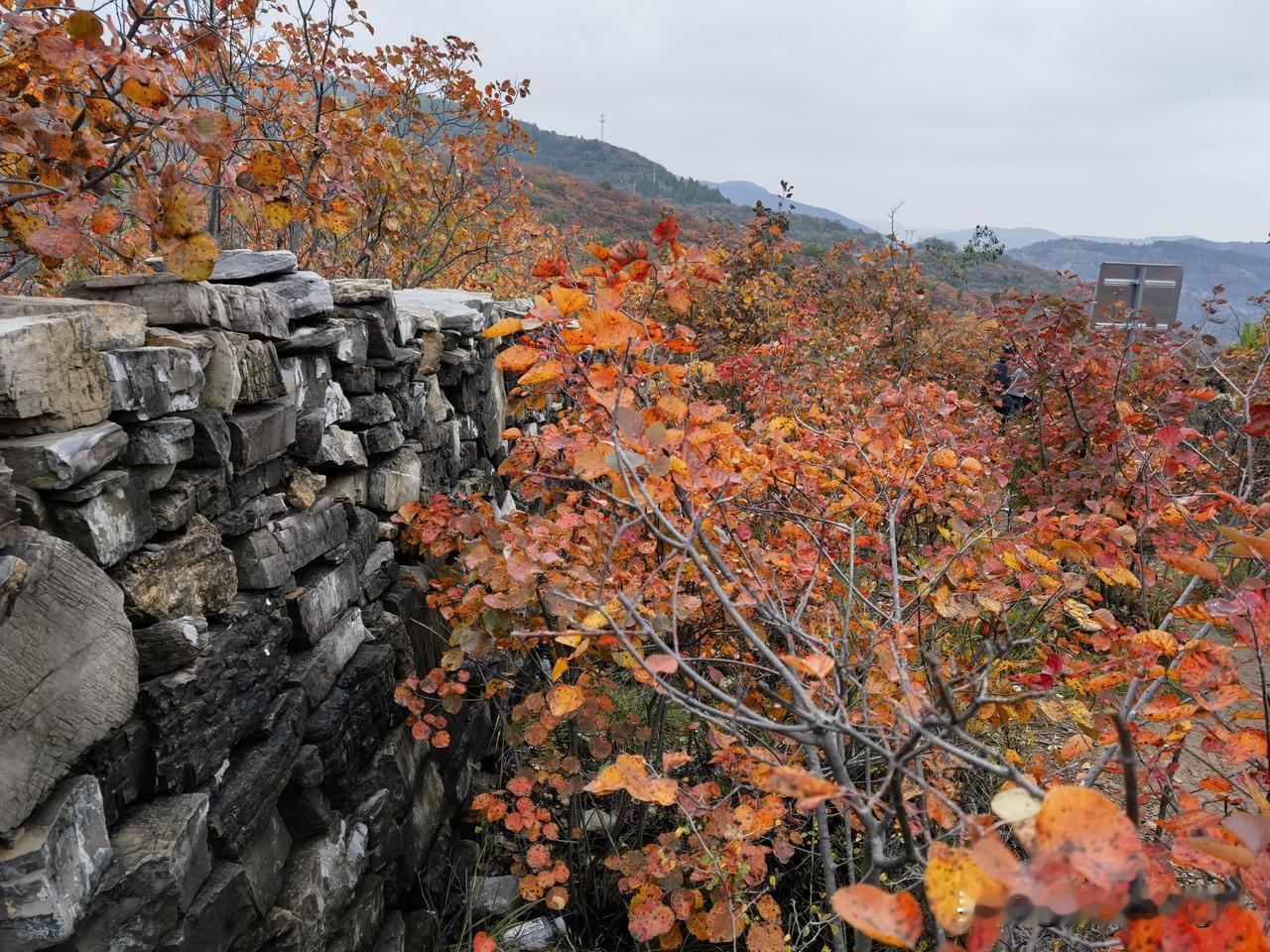 太行红叶

深秋时节，适逢周末，雨霁气爽，驱车前往博爱北部大底村山顶小长城，拜会