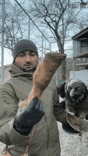 秃鹫恐怖如斯的消化能力～