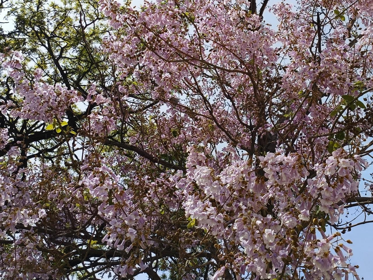 花开花落花有期，人间风物自相宜。
路旁绿化带里，往日盛放的榆叶梅已然渐渐零落褪去