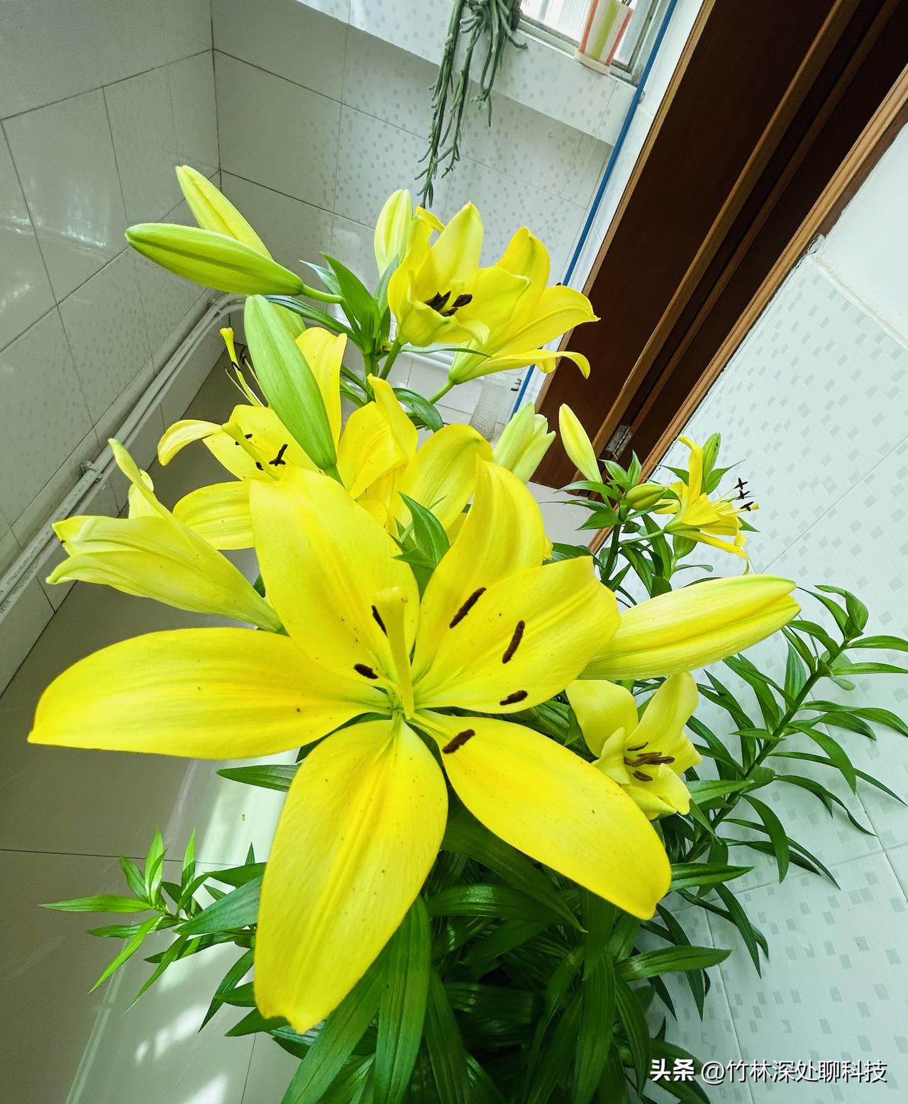 百合盛酒  半杯离愁
只字不提  一襟想念……