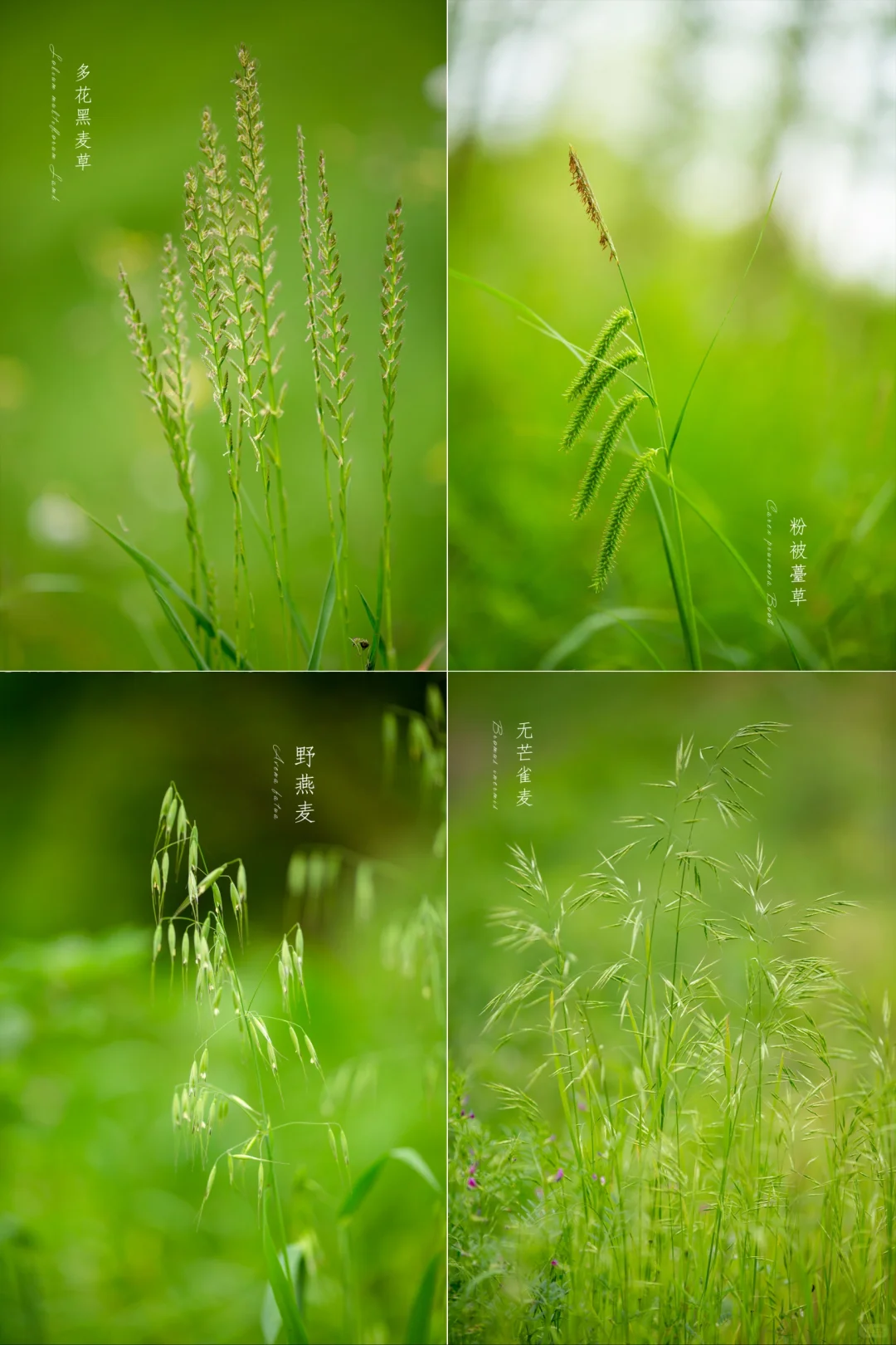 风吹起绿色|青草集