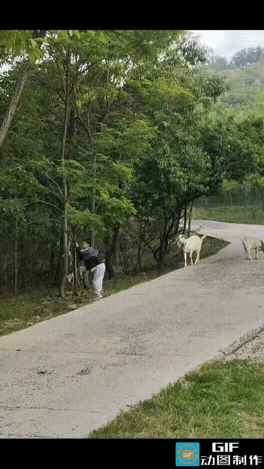 小男孩在路上贪玩，随手摇晃路边的树枝。这时一只山羊慢慢朝他走来，孩子心里害怕，赶