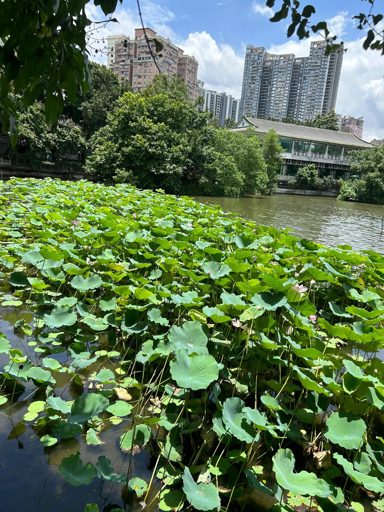 夏天越热，她越清凉。阳光刺刺，照得身体汗涔涔黏糊糊，却只需要一阵荷风吹来，有着荷