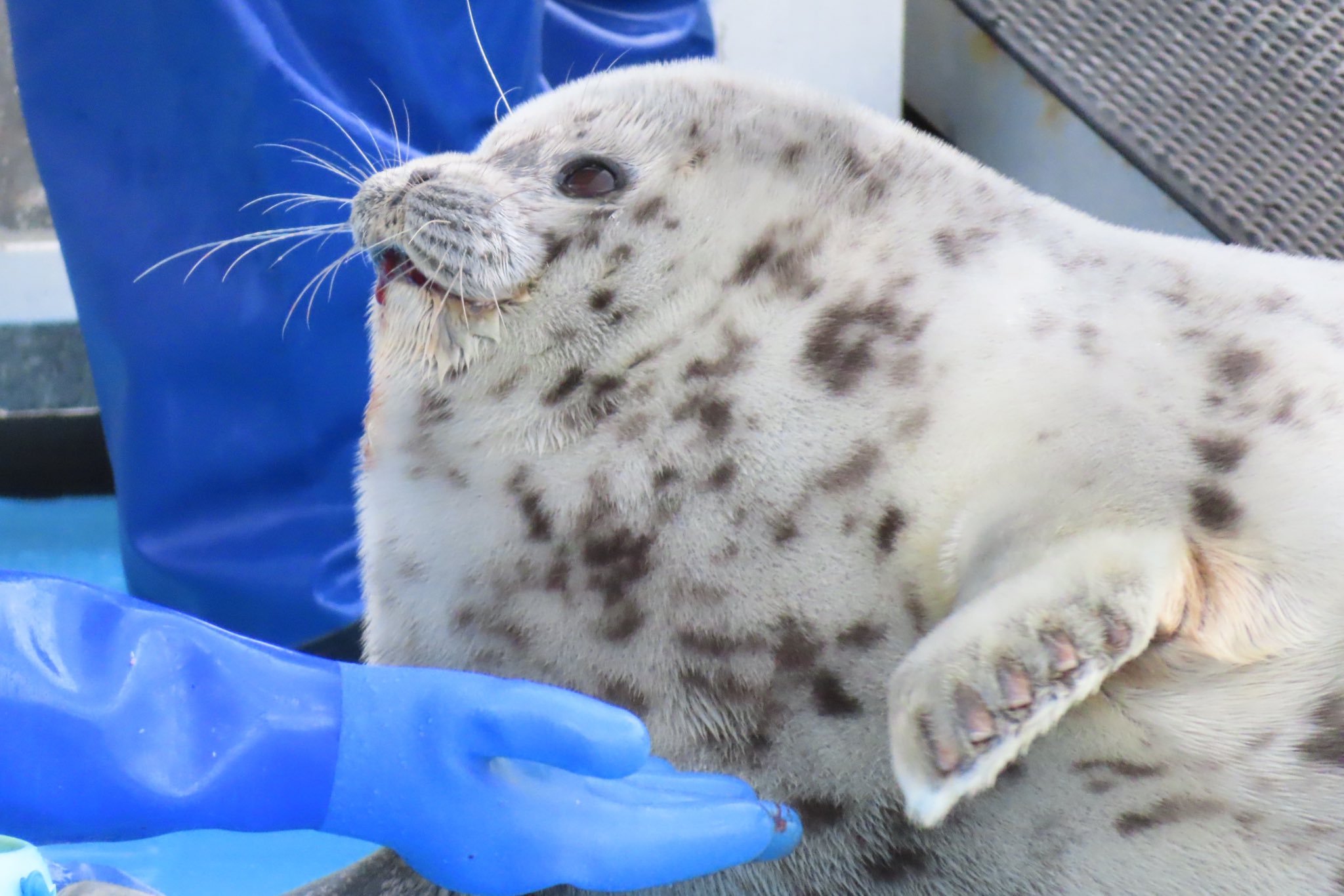 海豹 今天是刚吃了生鱼的残酷豹豹！【推：ゆちょん】 