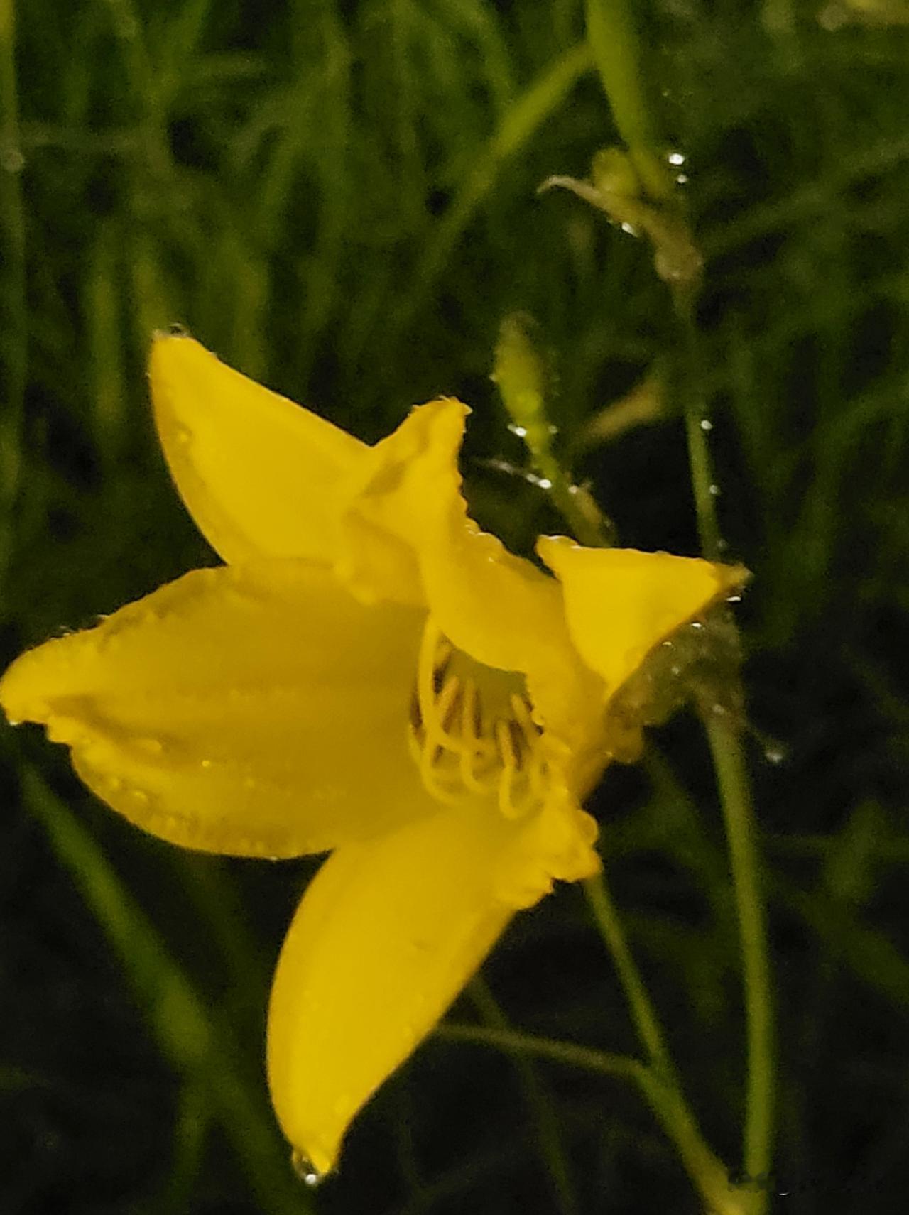 分享一张你最近拍的花刹那凝香，花影如梦，春意长留。