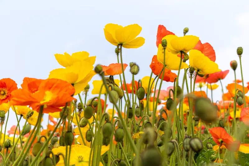 春风一吹，日子都变得温柔起来。
路边的花慢慢开了，阳光暖得刚好，风里带着青草香，