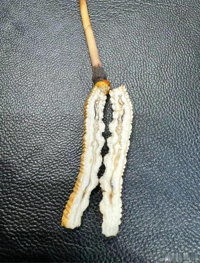 今天有人问我，你的虫草切开是这样的吗？其实虫草的内部结构很奇妙，不同的虫草可能会