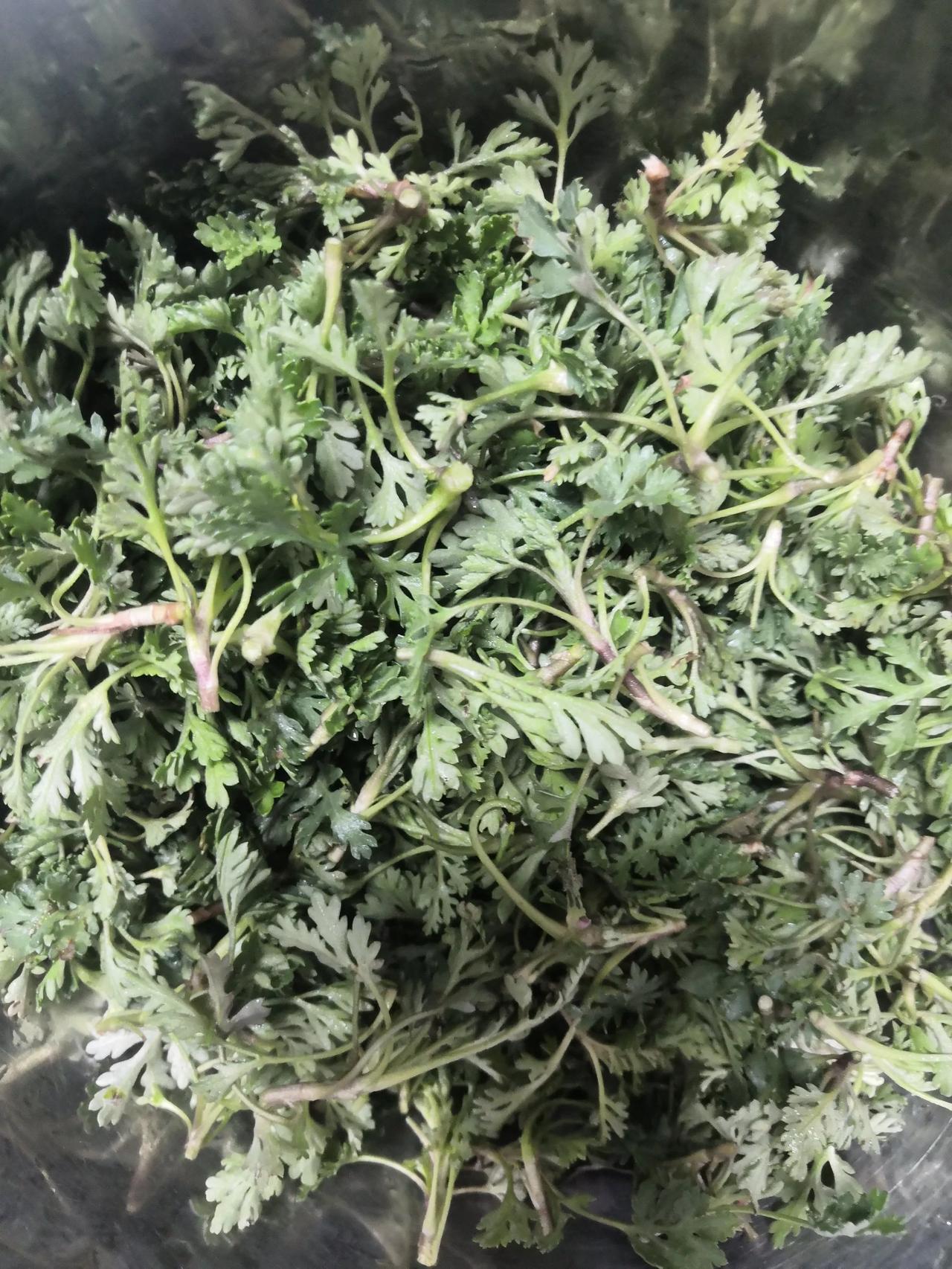来了章丘才知道，野菜，人家春天不止是吃荠菜，还流行吃一种叫菊花芽的东西。

闻起