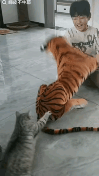 这猫咪可以，有事真上啊！
猫咪也能看家护院。
比老虎都虎！[呲牙]

   
