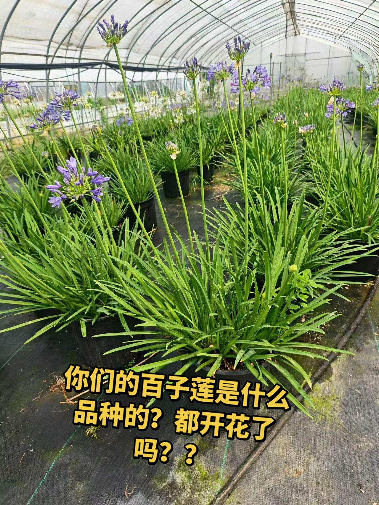 你们的百子莲是什么品种的？都开花了吗？？你们的百子莲是什么品种的？都开花了吗？？