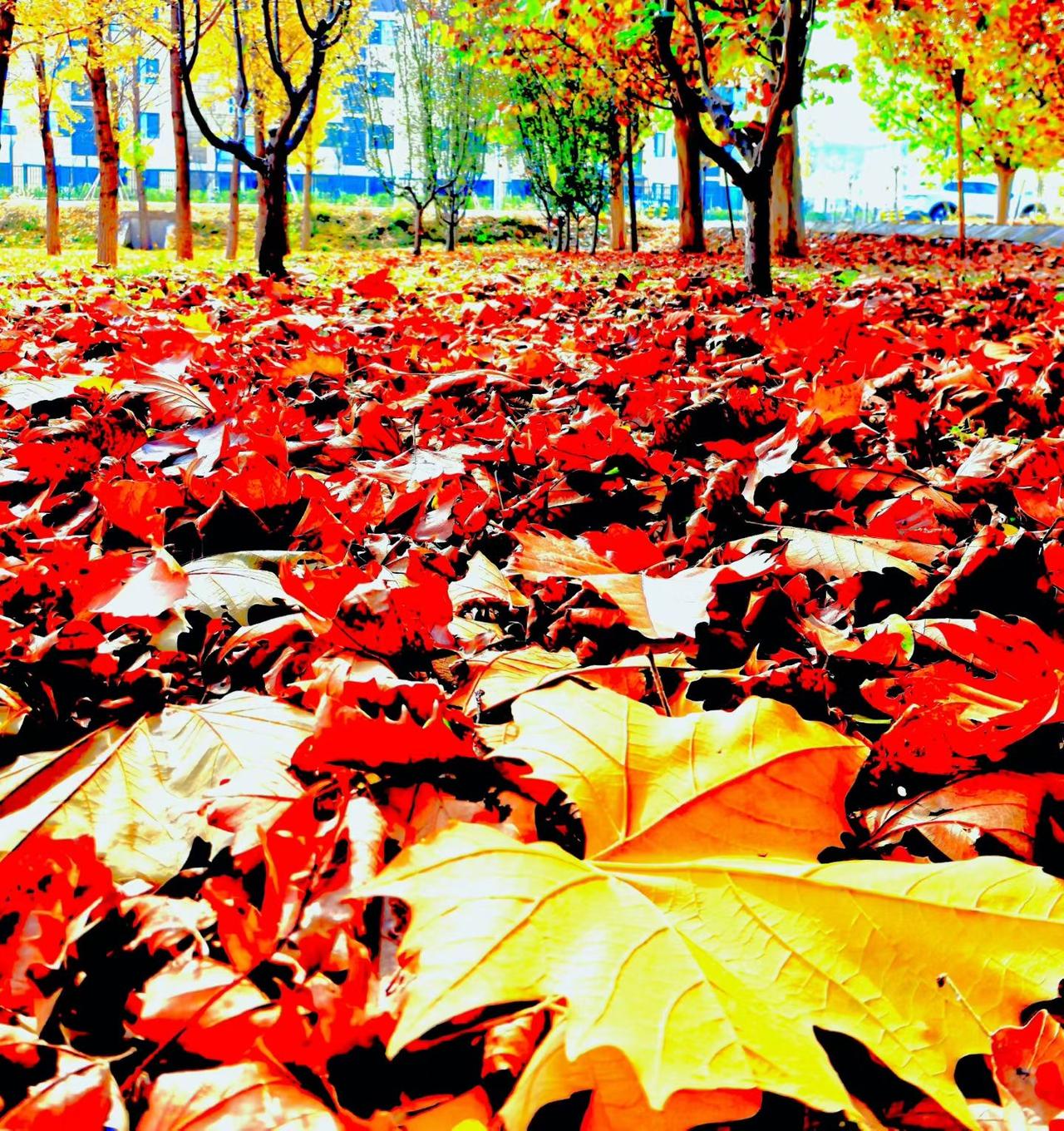 分享一下你拍的落叶