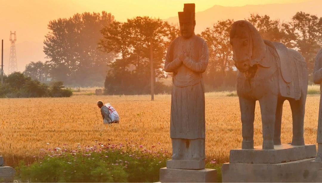 只为一场麦黄，奔赴千年宋陵🌾巩义宋陵眼下迎来绝美景致，金黄麦浪环绕北宋石刻，现