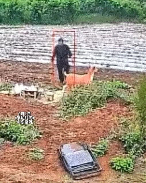 山东临沂，一女子的父亲生前最喜欢坐家中的一把靠椅，父亲去世后女子便把这椅子放在父