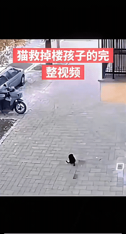 惊呆了！
一只猫咪竟然救了婴儿，一个婴儿从楼坠落 一只猫咪竟然跳起去接婴儿 ，