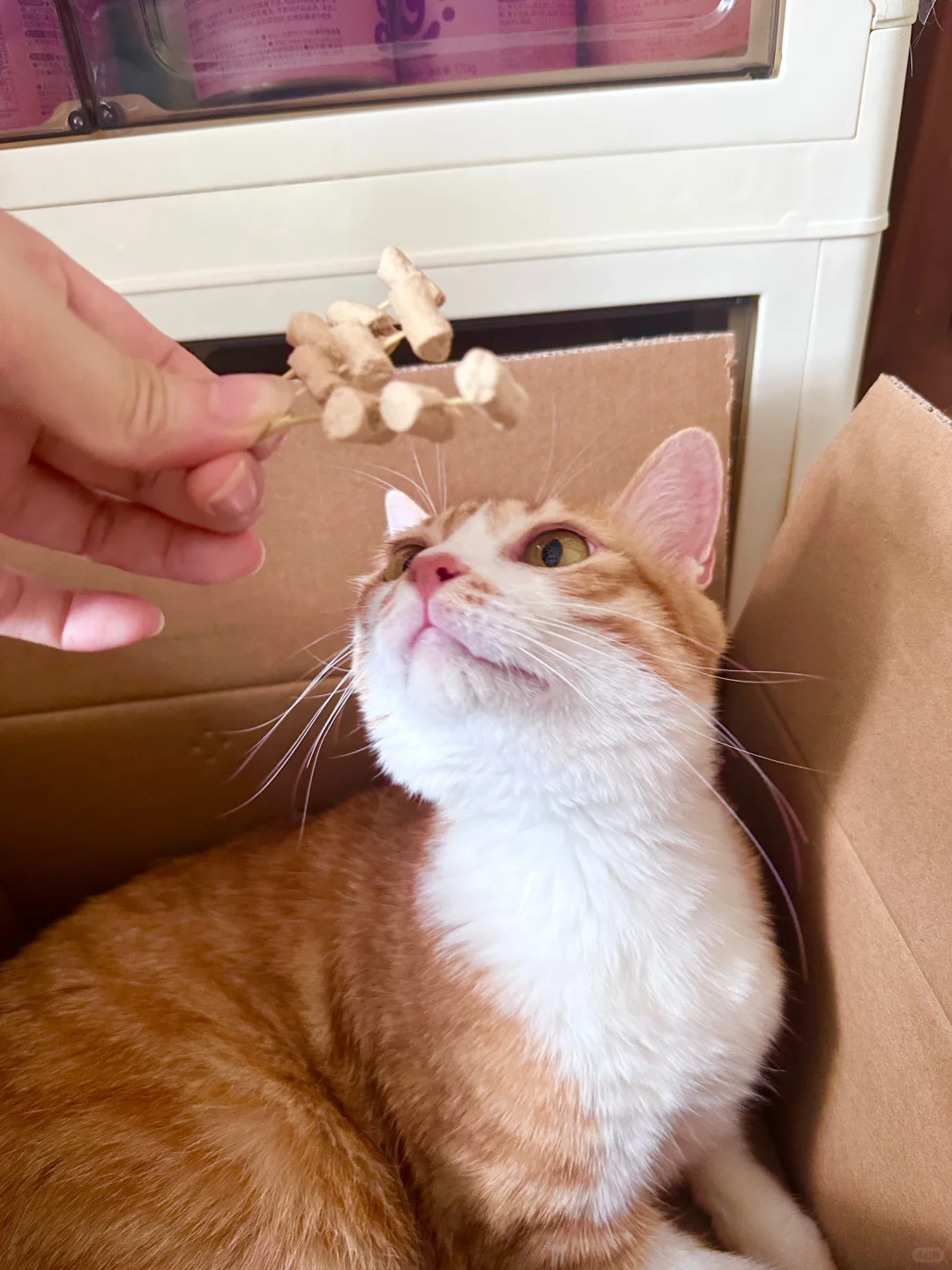 不要轻易给猫咪喂试吃装