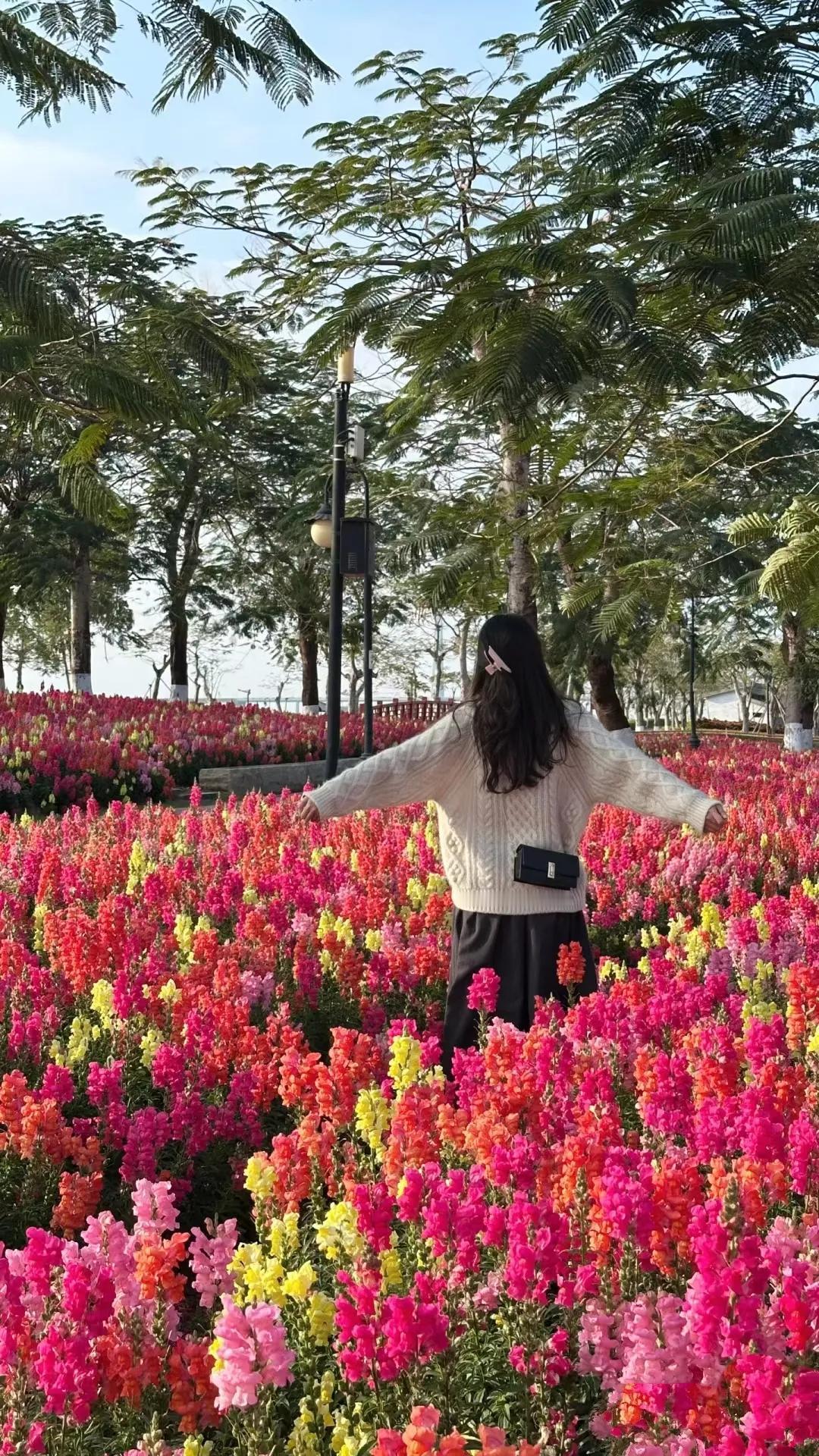 遇见珠海的莫奈花园——金鱼草花海，美爆了。五颜六色，百花争艳。空气中弥漫着淡淡的