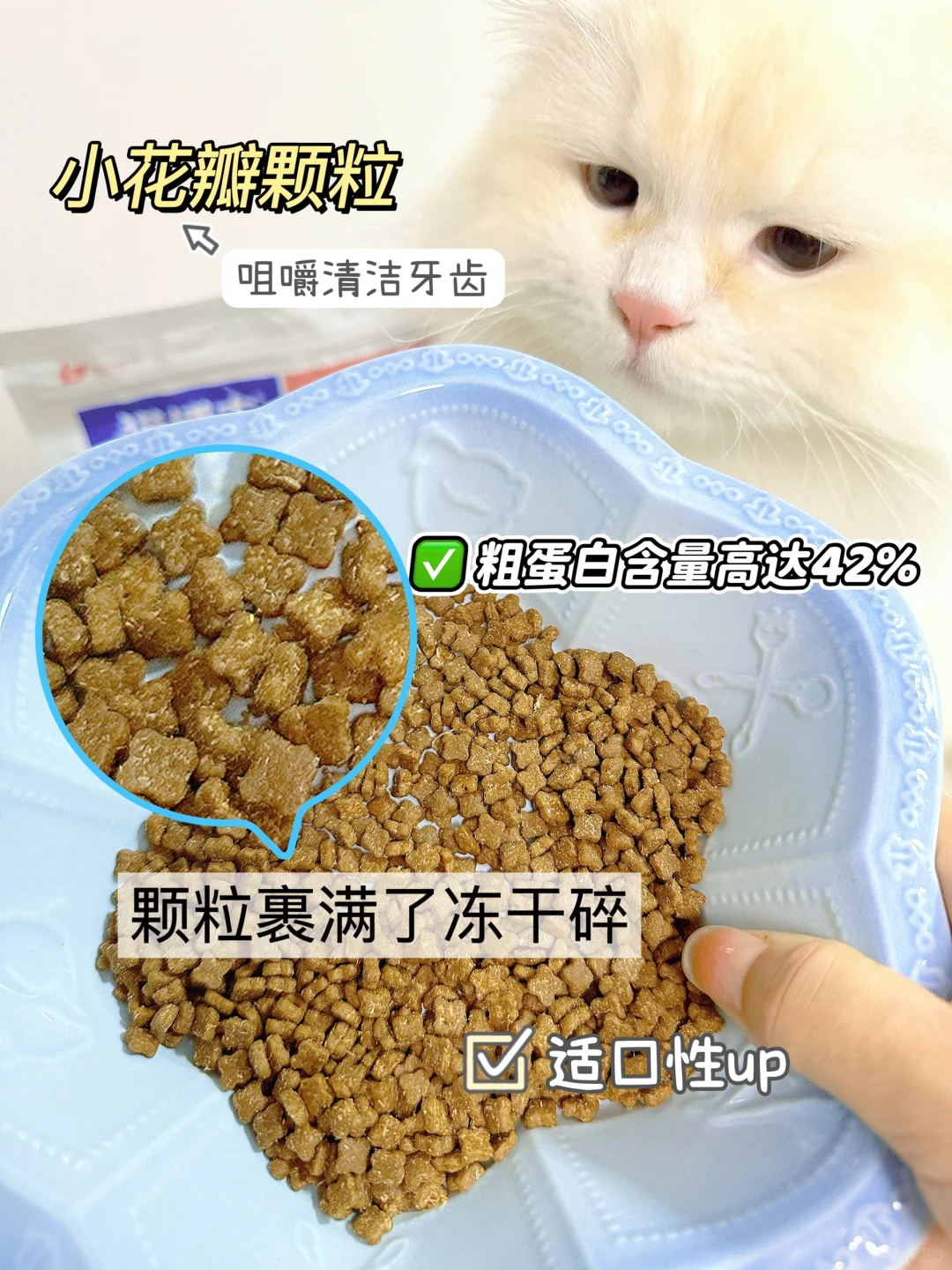 长毛猫究竟如何选猫粮？