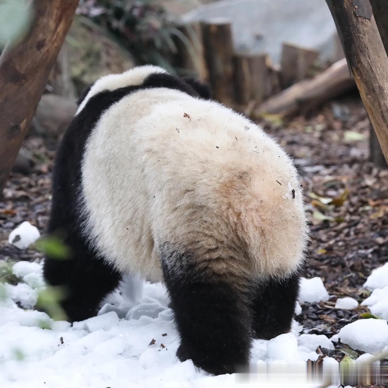 成都大熊猫繁育研究基地，一只大熊猫在积雪中散步，中国四川。野生大熊猫通常栖息在海