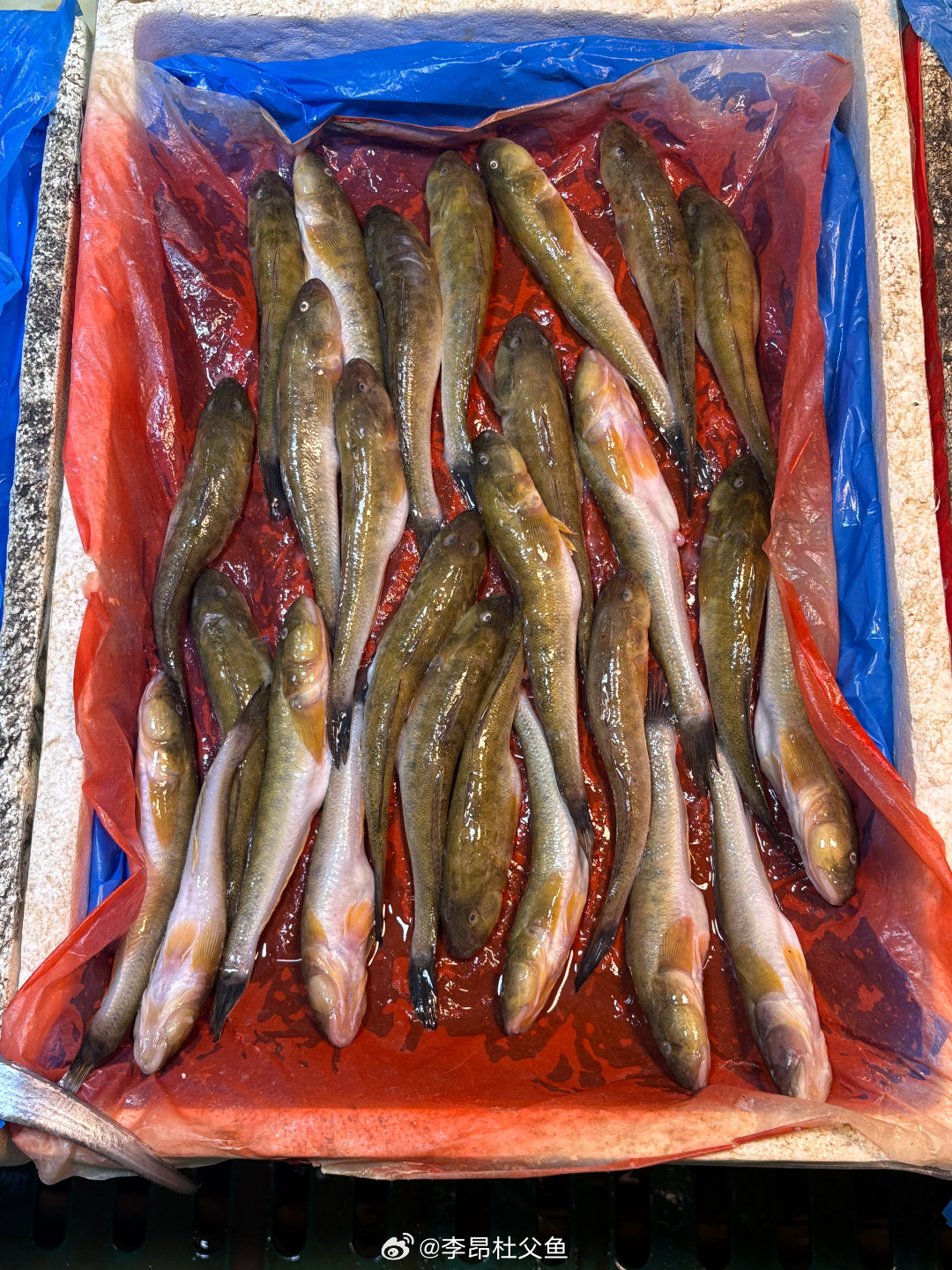 矛尾刺虾虎鱼/Acanthogobius hasta，有俗称“沙逛”、“狗逛”…