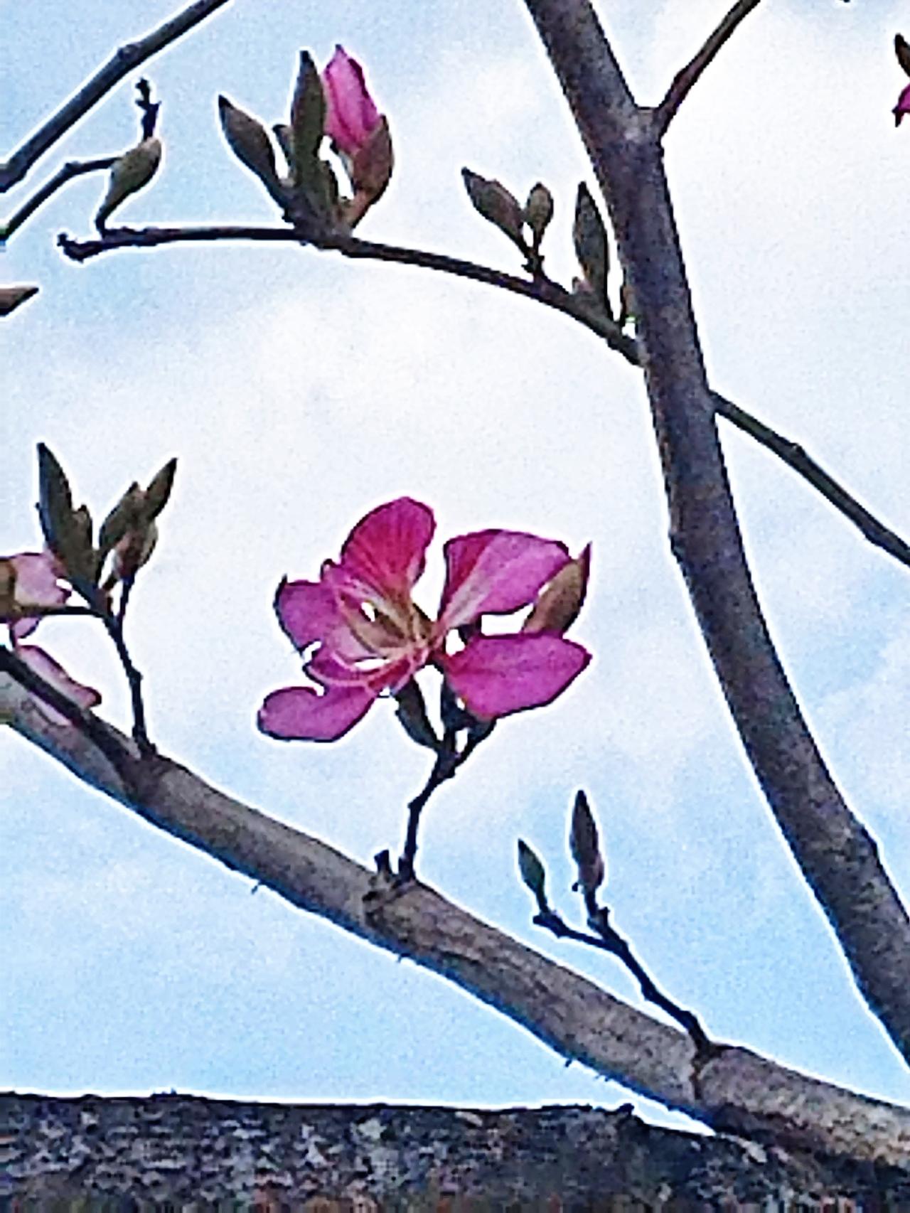 粉花映衬着碧空，春意盈满了枝头。在这如梦似幻的春日里，树杈上的粉花，恰似一群活泼