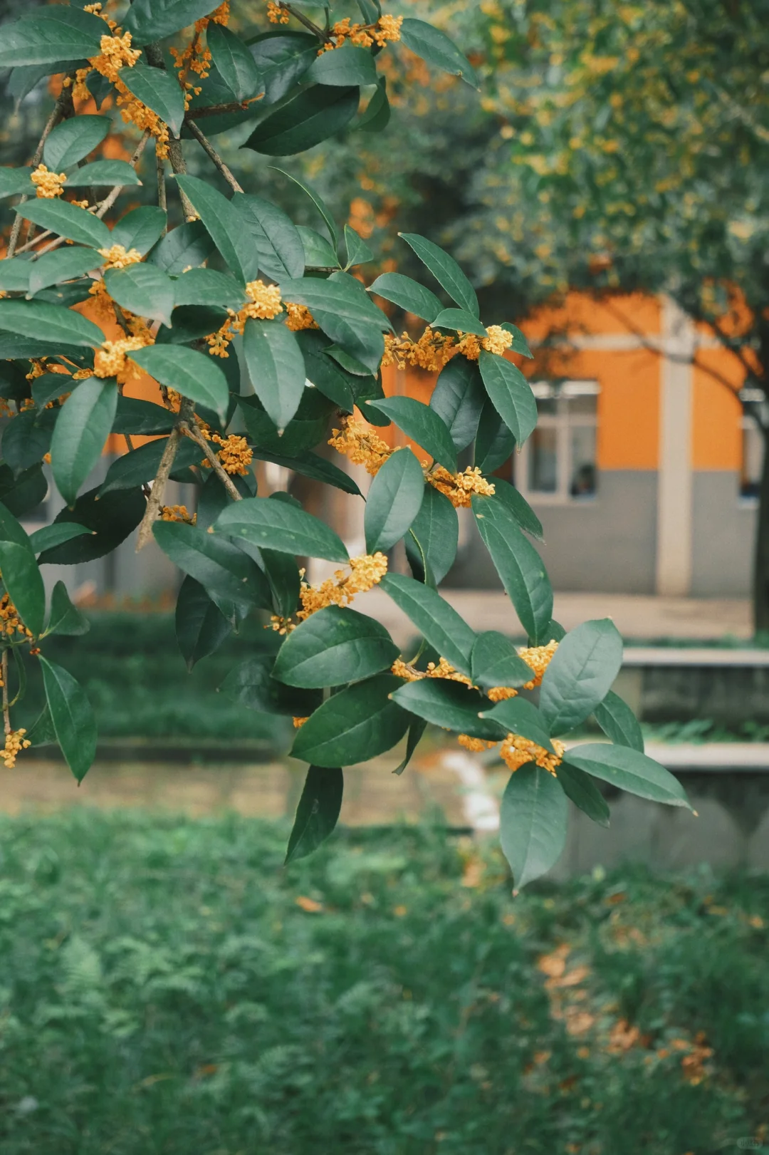 能看看你们拍的桂花吗？见者富桂！！！