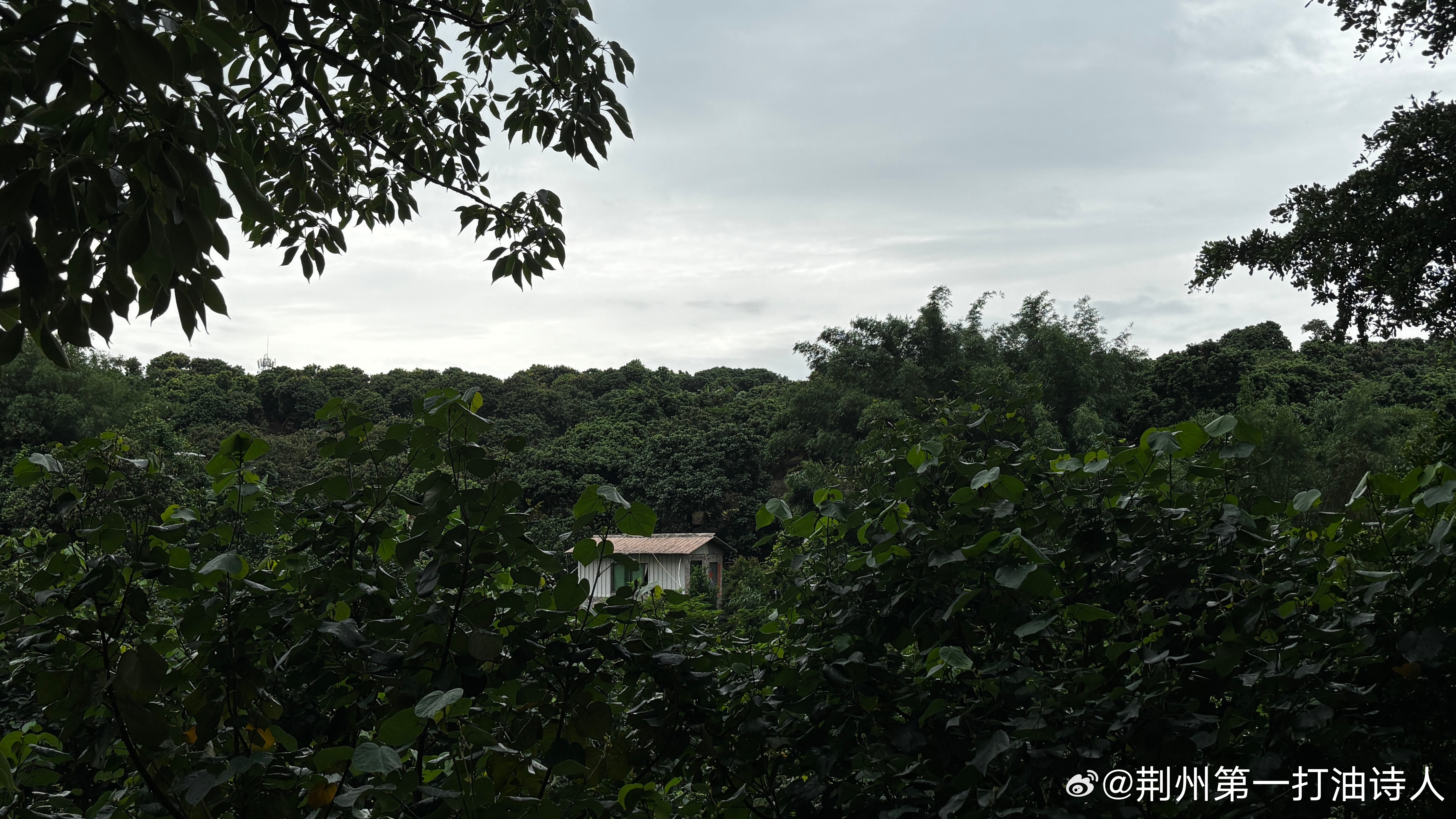 弄孙成羁旅，行囊换家具。梦里谁思归，终日听鹊鸲。        ——2026.7