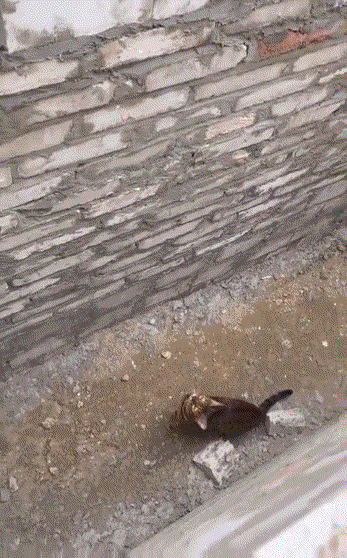 猫的弹跳力简直太惊人了
