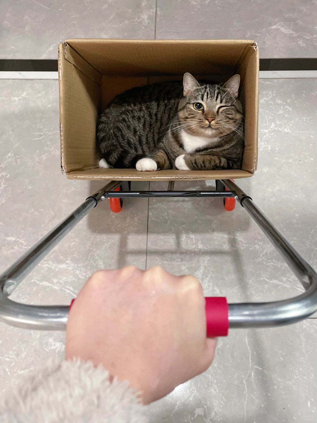 原则上是不允许这样遛猫的！
