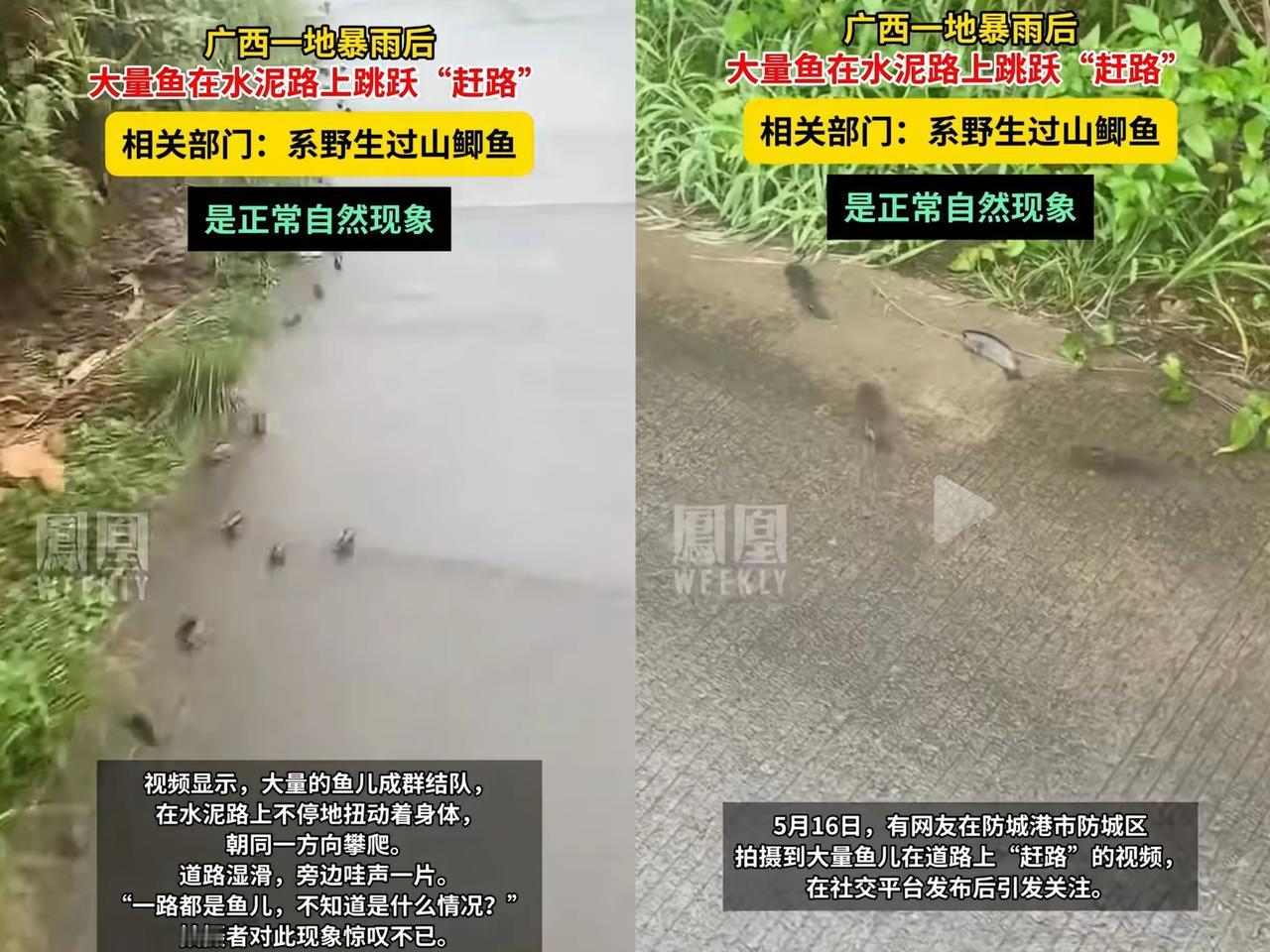 太玄了！柳州地震前一天，广西防城港竟出现过山鲫集体马路迁徙的反常现象，这波自然预