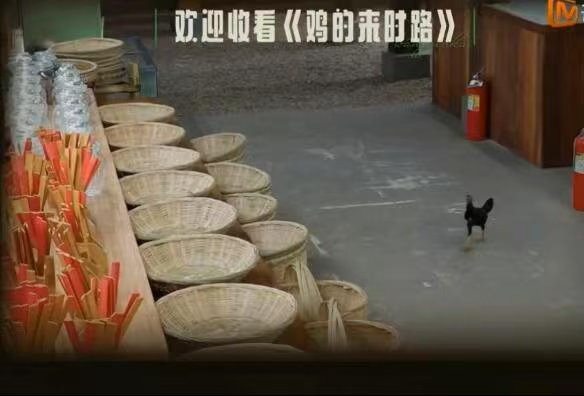 王俊凯怀疑黄晓明林大厨偷鸡蛋王俊凯谁把我家鸡蛋偷了 王俊凯这侦探当得也太认真了！