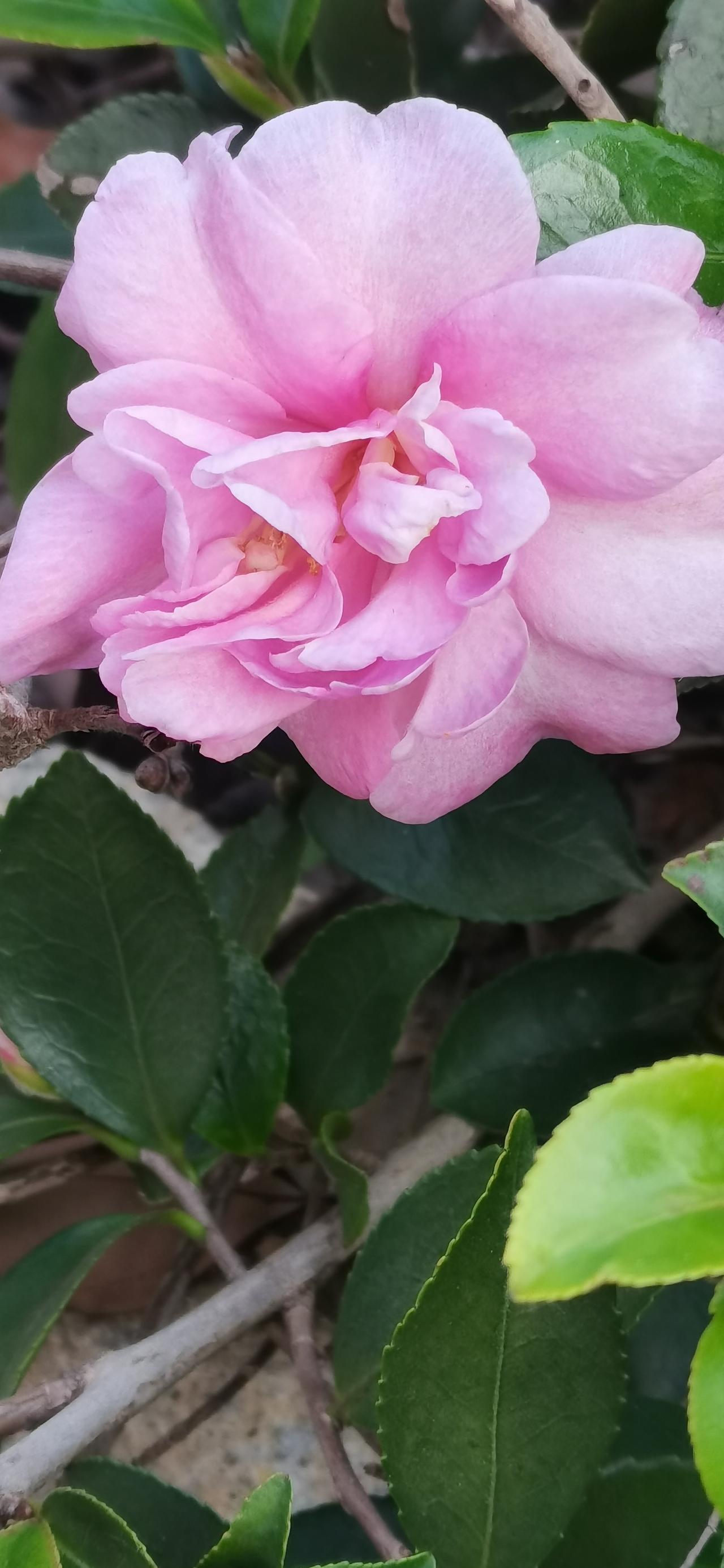 提前过母亲节
儿子明天就要返校了，可是又逢母亲节，想陪我过节，有点不舍。

从小