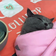 小黑猫，该吃药了！ ​​​