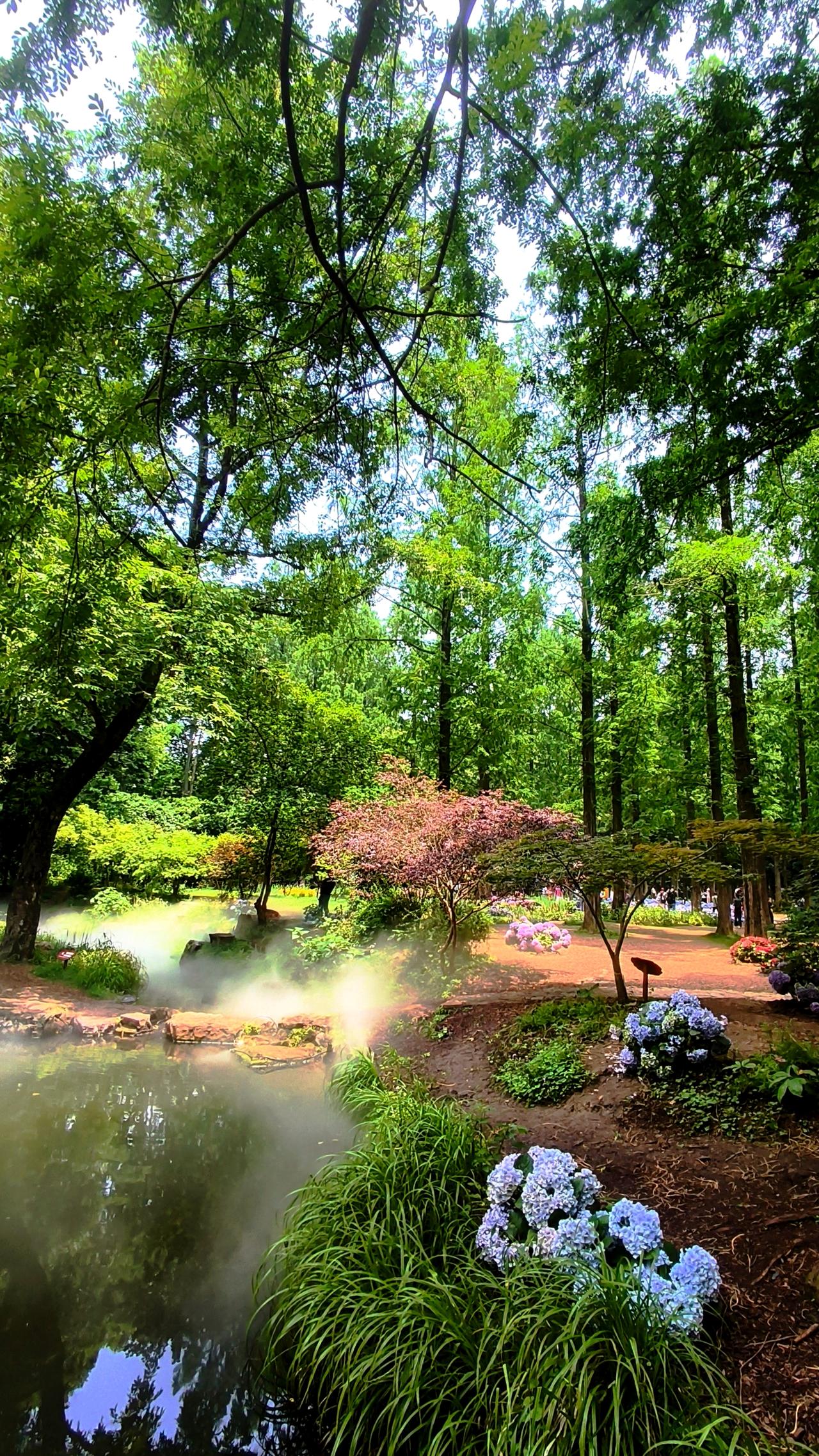 去南京植物园随手一拍，张张都是美景。园里的植物种类丰富得离谱，有高大挺拔的松柏，