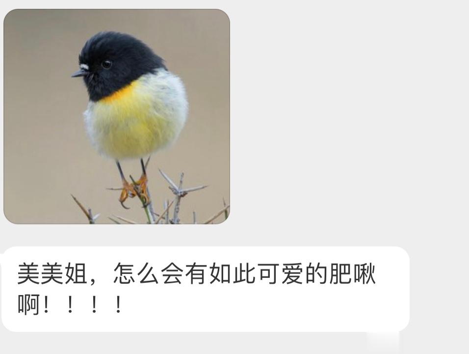 像球球一样的【雀鸲qú鹟wēng】 ​​​