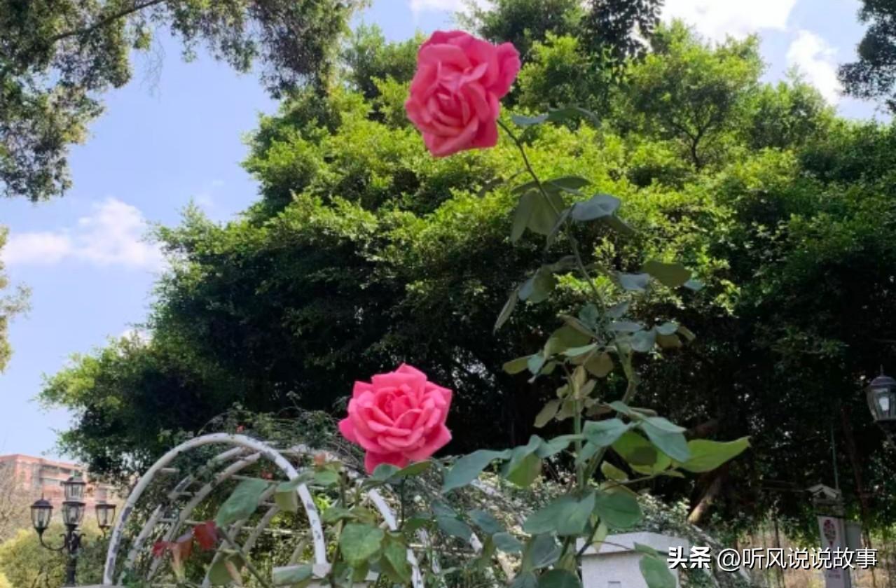 [锦鲤到来]第8期，与男友沟通的话题：职场规则

对象说，你可以工作，也可以不工