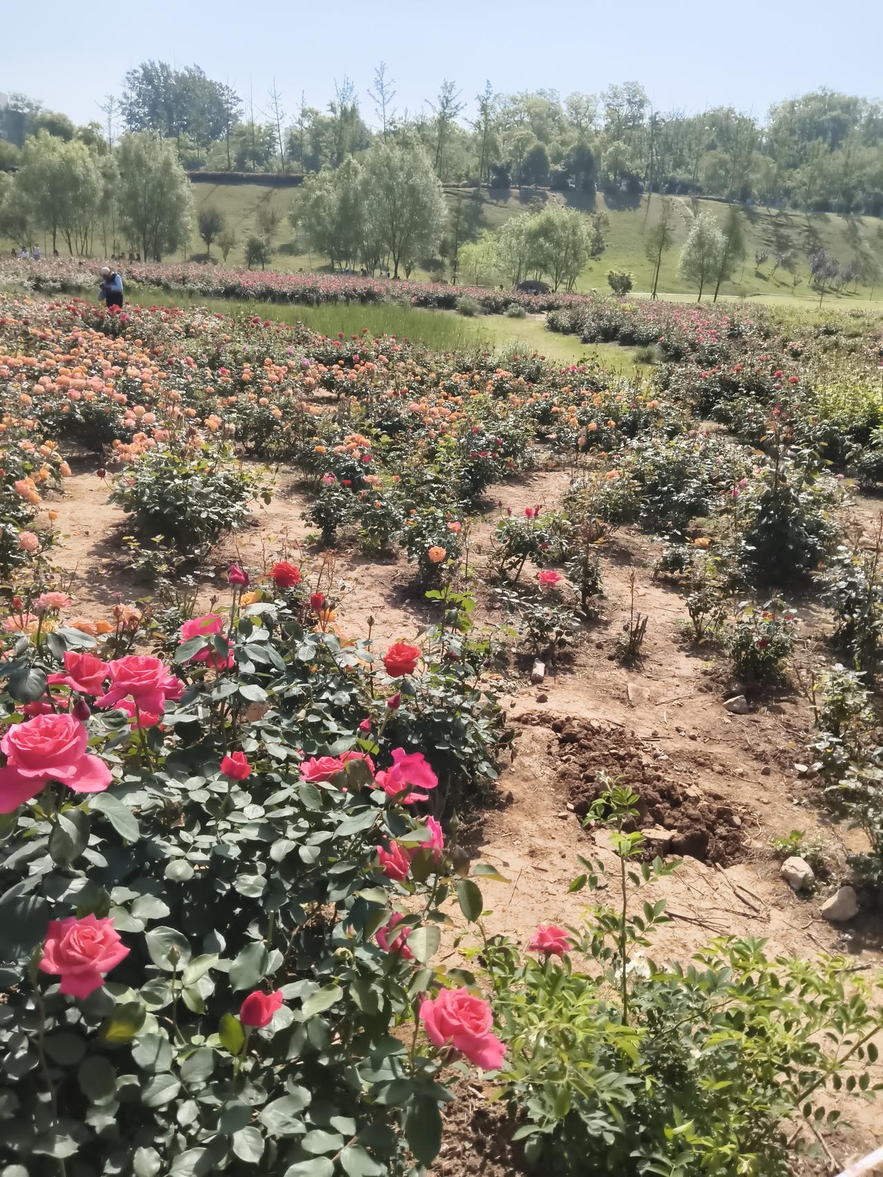 晒出你的本地生活驻马店的朋友们都知道，现在各县都有各县的打卡小景点，非常非常的不