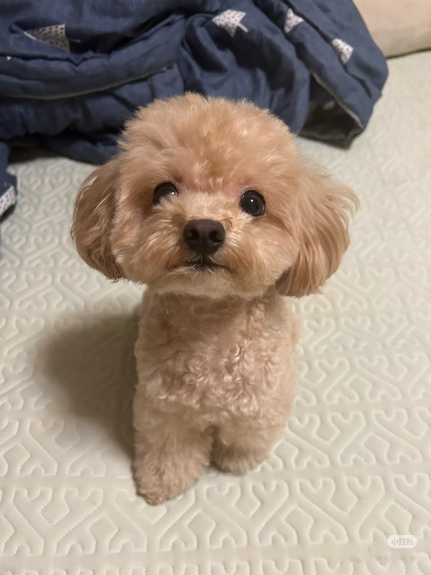 昨晚做梦梦到了小美她说她现在是一只泰迪叫“波比”我看她变了样子颜色如图如果你身边
