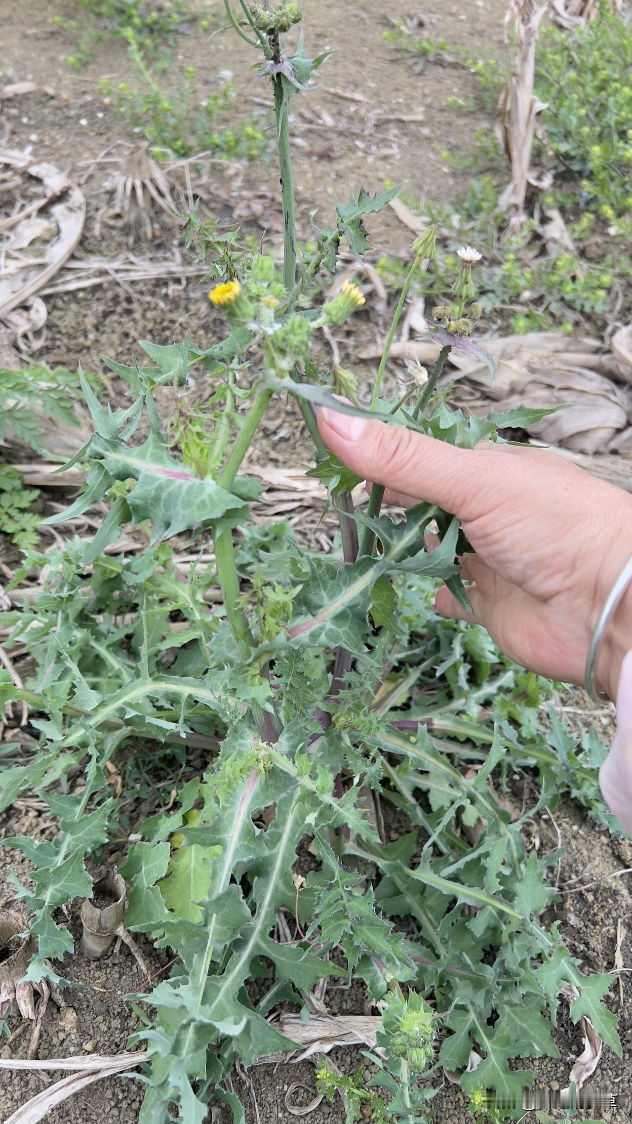 又到了摘也在的季节你知道这个是什么菜吗？