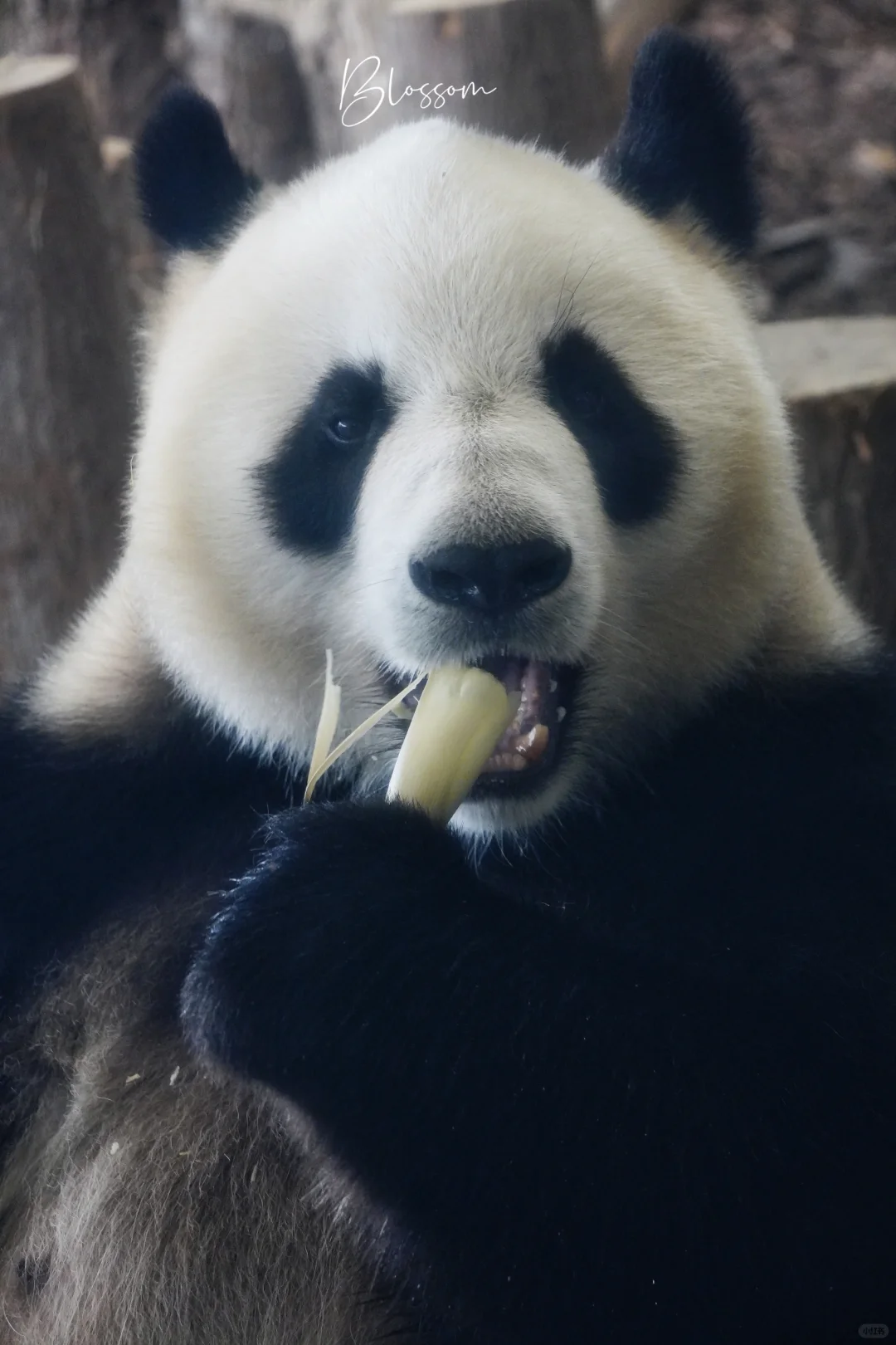 成大13岁生日快乐吖💞