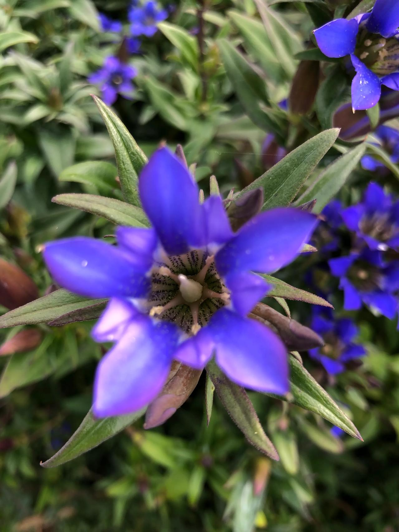 一种药材的花，一大片的花海，紫色花瓣显的非常艳丽，一朵花近观赏，花海远观壮阔震撼