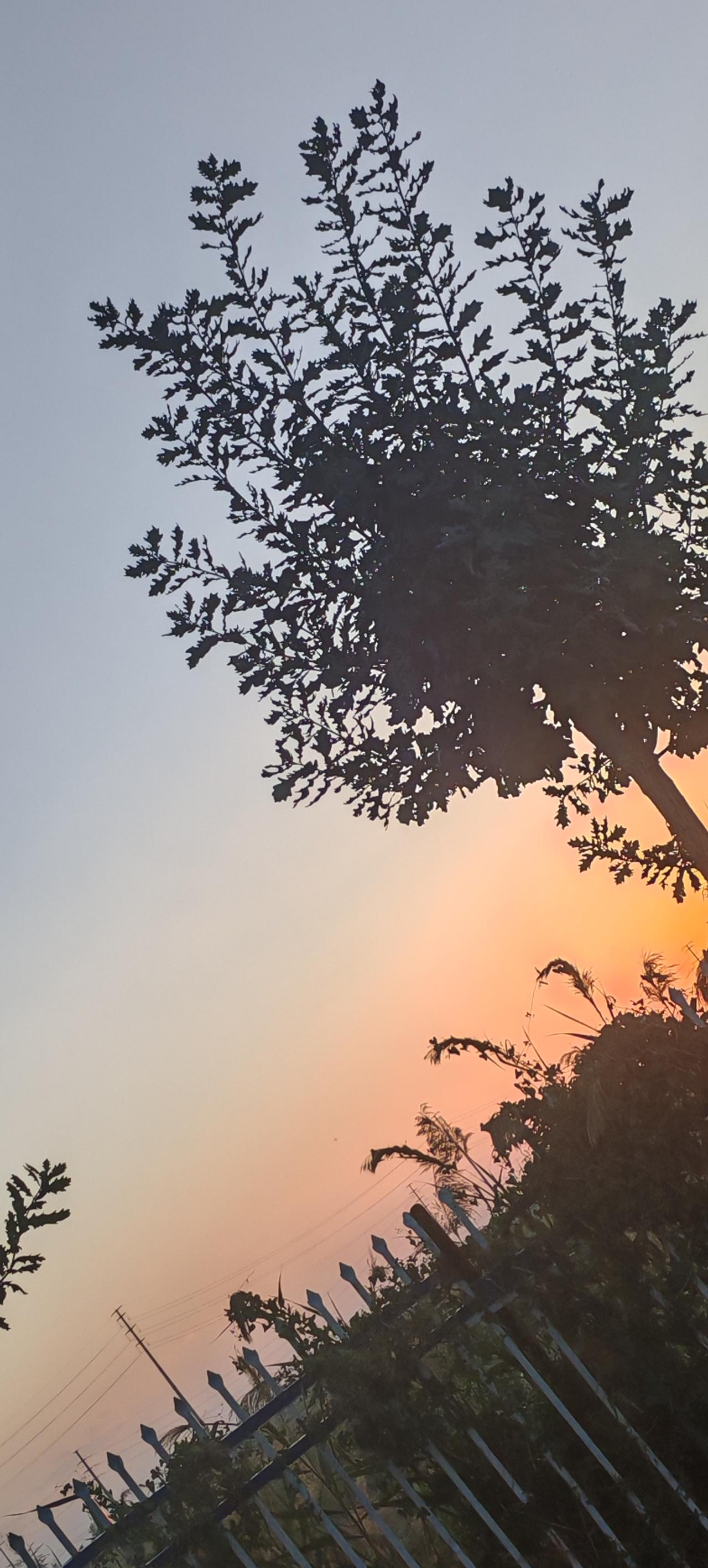 秋日生活打卡季晚霞慢慢的落下，夜也快快降临，徽风轻轻吹，有点凉意感觉