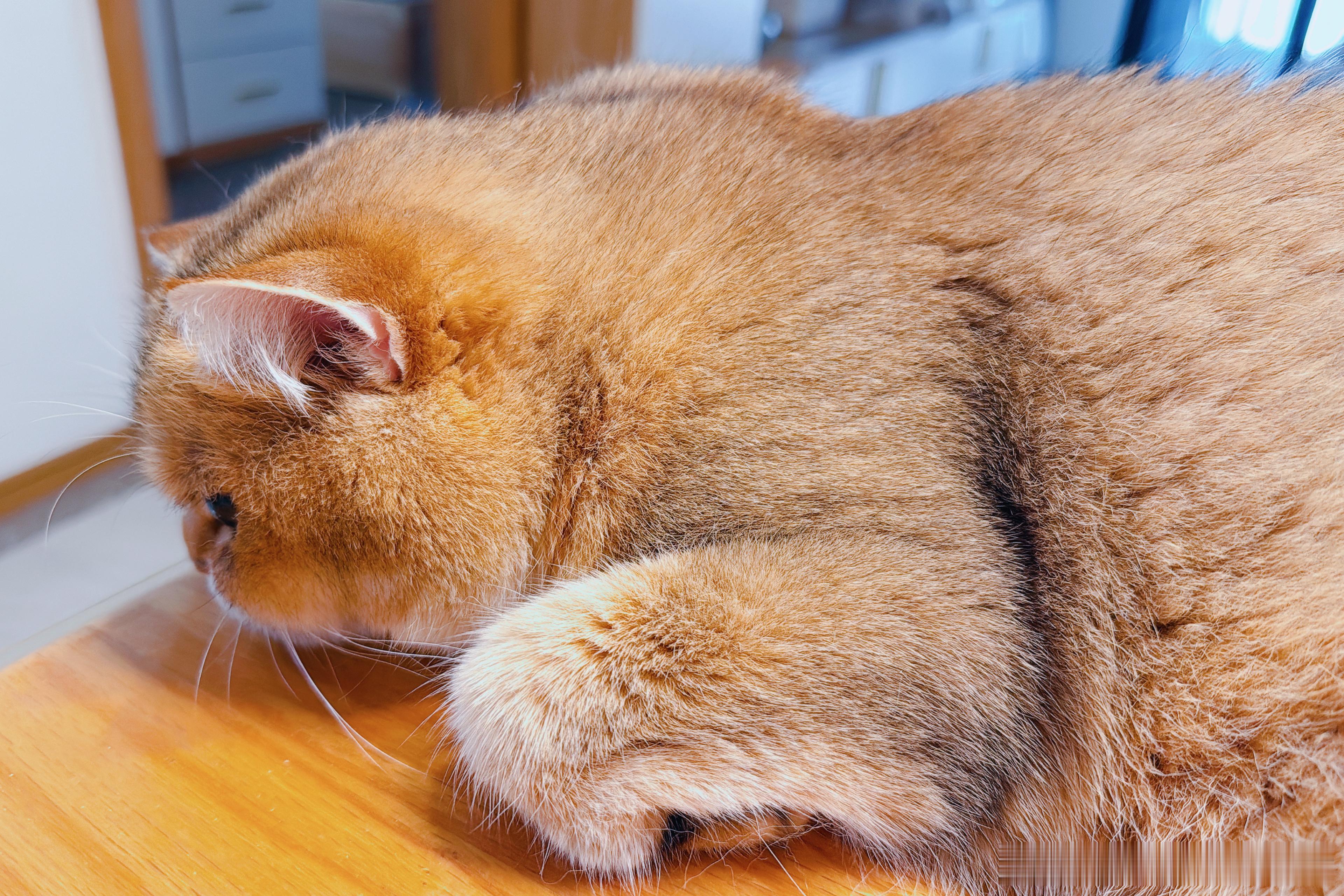 脸：奶猫。身材：健身教练。 