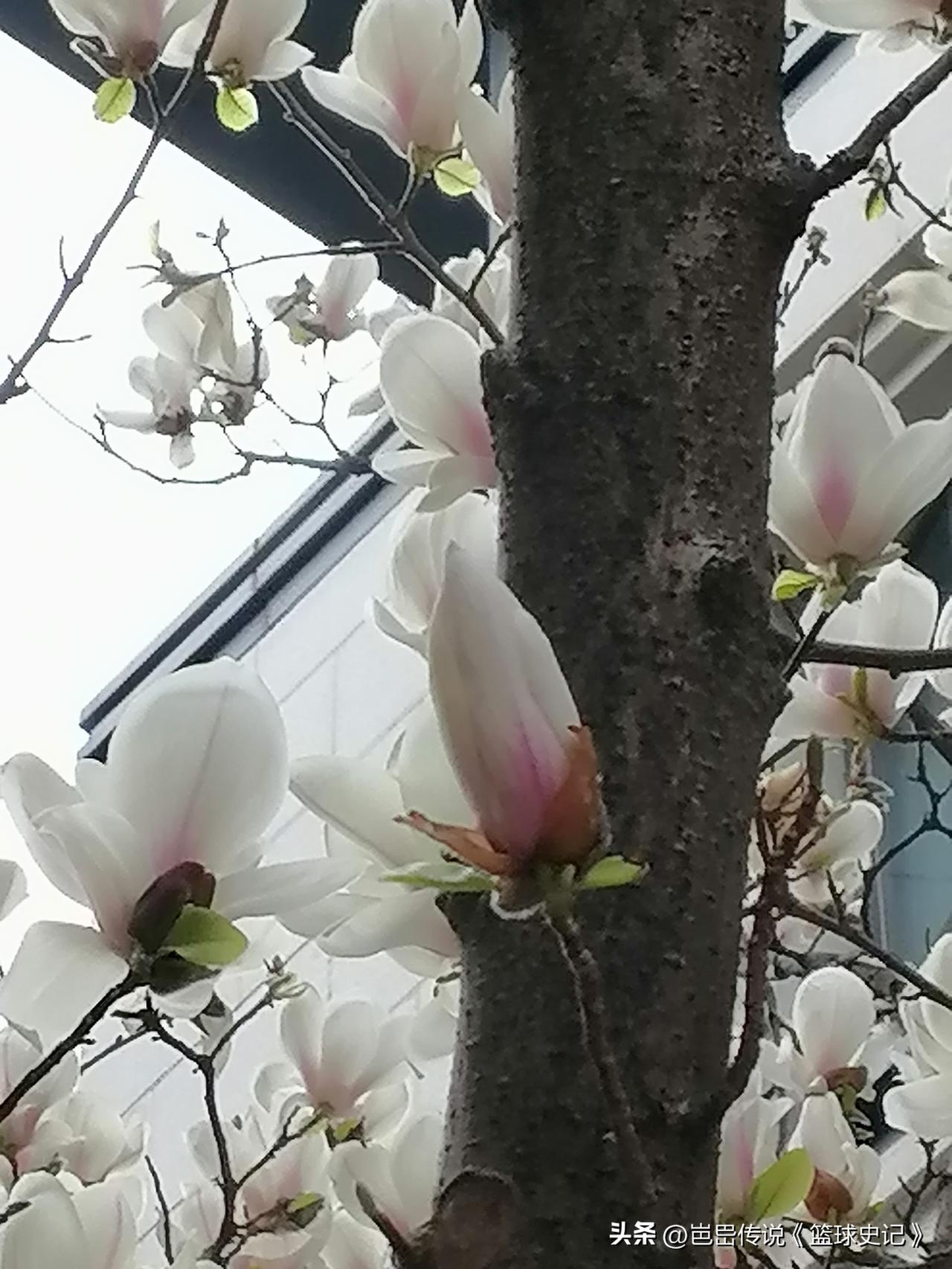 随手一拍的花有多美