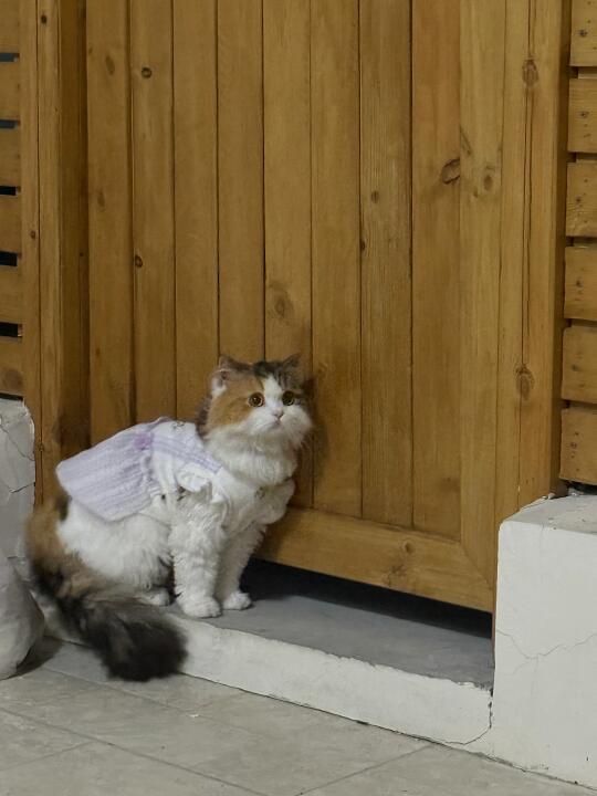 谁把猫丢在我家门口啊！！