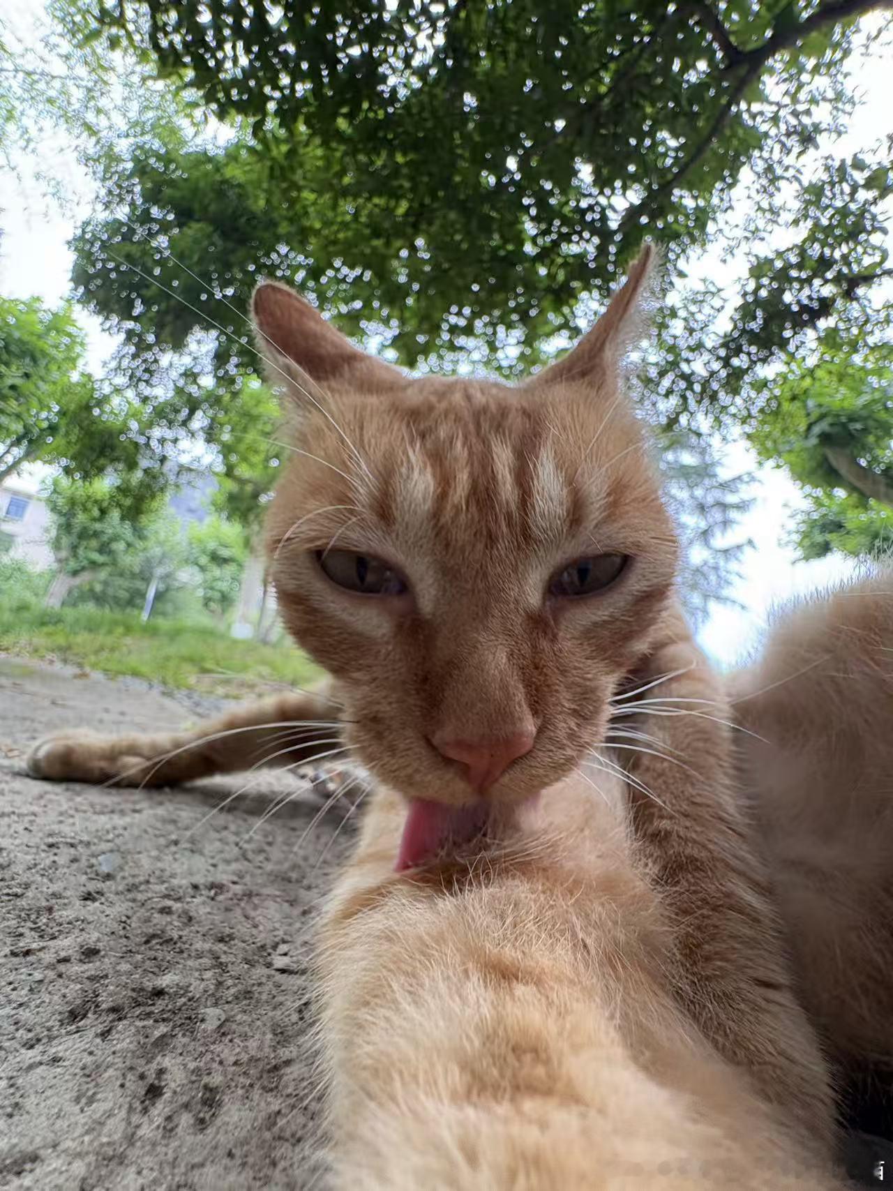 49374【丑猫】猥琐的黄条子一枚